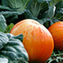 Fertilizer Tips